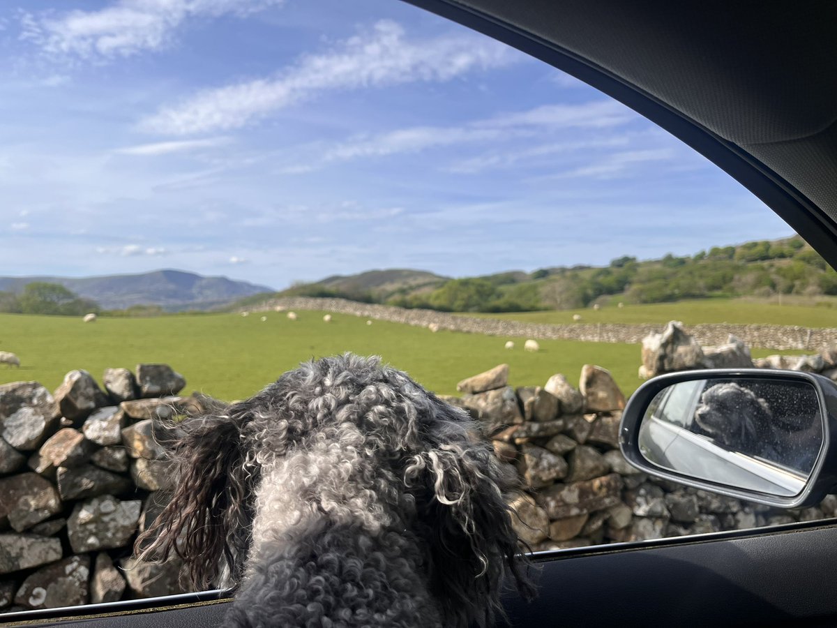 Truffles_999's tweet photo. Truffles weekend in the sun ☀️ #maltipoo #sunlover https://t.co/tQ2JUdhI7C