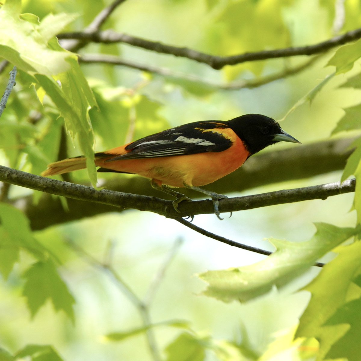 Baltimore Oriole dropped down for a clear look #baltimoreoriole #oriole #birding #birdphotography #songbirds #springmigration #natgeo #centralpark #wildlifephotography #shotoftheday #birdwatching #birdcp #birdcpp #birdnerd #birds #birdphotos #nature #natgeowild #naturephotography