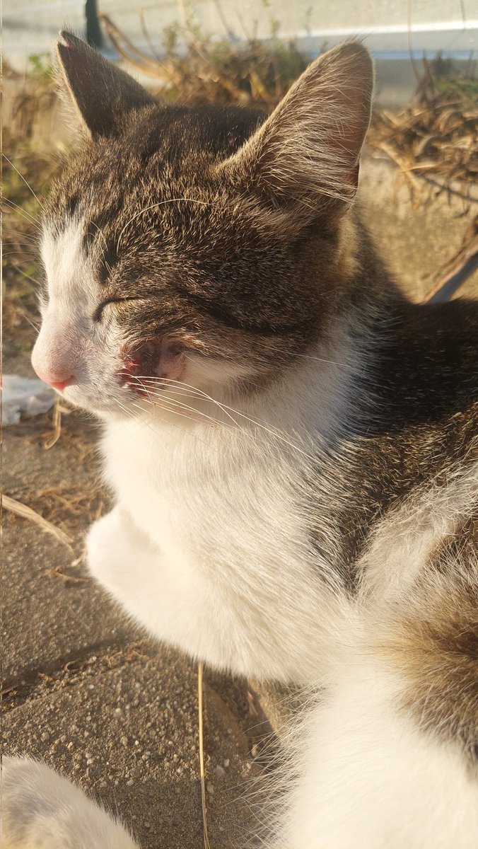 Tuğçe (@tugceriddle) on Twitter photo ilk iki fotoyu 11 Mayıs'ta çektim, son ikisini de bugün çektim. okulda veteriner de yok su anda. napıcaz bu bebişe😟😟 <a href="/ProfDrKoyuncu/">Prof. Dr. İsmail Koyuncu</a> <a href="/itu1773/">İTÜ - İstanbul Teknik Üniversitesi</a> <a href="/ibb_veteriner/">İBB Veteriner</a> <a href="/ITUGonulluluk/">İTÜ Gönüllülük Kulübü</a> ilk iki fotoyu 11 Mayıs'ta çektim, son ikisini de bugün çektim. okulda veteriner de yok su anda. napıcaz bu bebişe😟😟 <a href="/ProfDrKoyuncu/">Prof. Dr. İsmail Koyuncu</a> <a href="/itu1773/">İTÜ - İstanbul Teknik Üniversitesi</a> <a href="/ibb_veteriner/">İBB Veteriner</a> <a href="/ITUGonulluluk/">İTÜ Gönüllülük Kulübü</a>