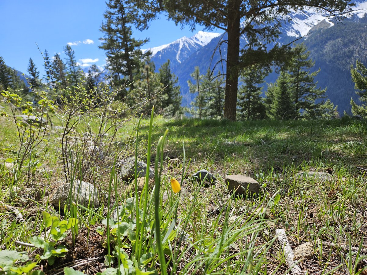 VviewSsonicMair's tweet photo. #YellowBell #StayWild https://t.co/Ex9PNltQNp