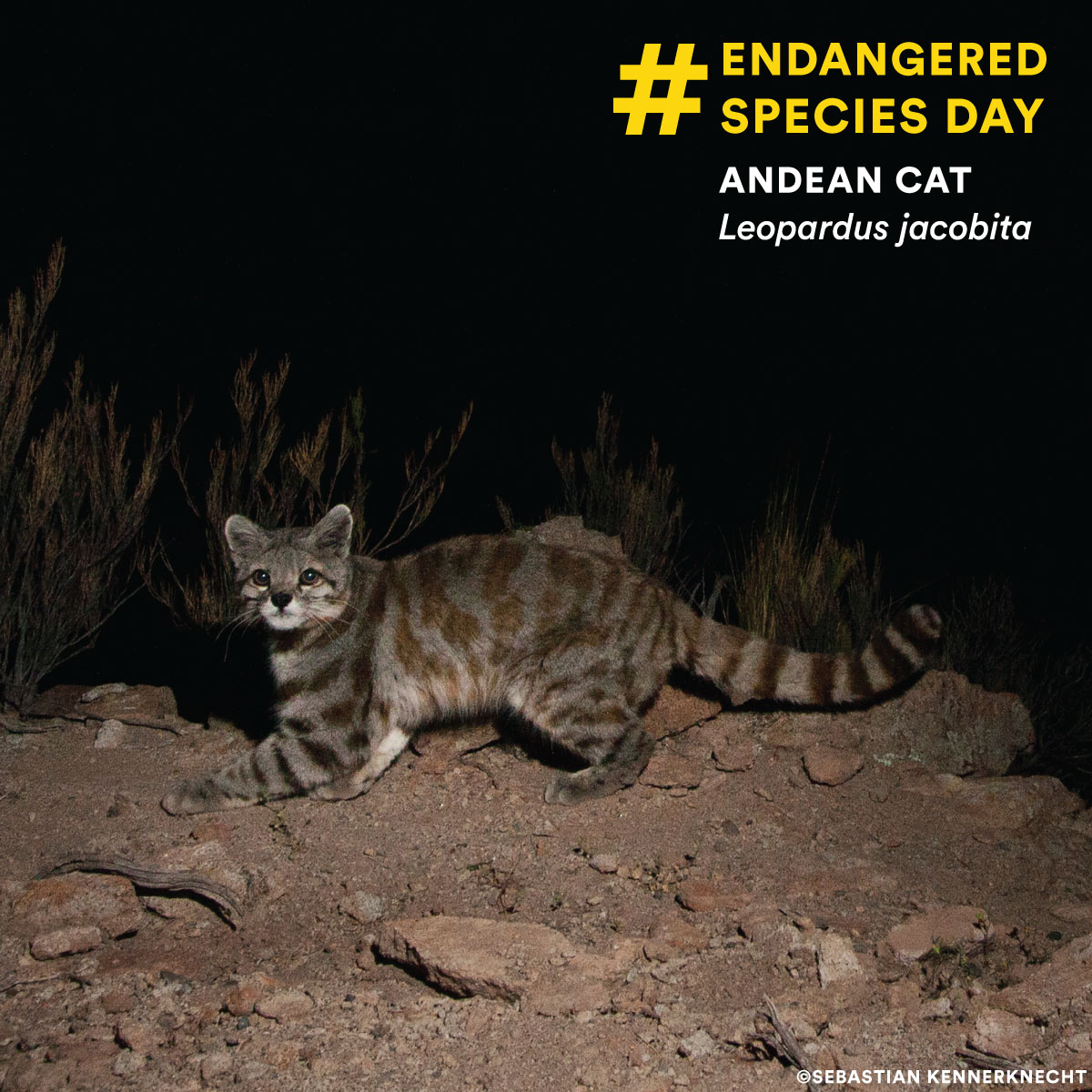 PantheraCats's tweet photo. Don't let this photo be the last way your children and future generations can see the rare Andean mountain cat. Only 1,400 mature individuals of this species have an incredible impact on their ecosystems. But time is running out.

Learn more: https://t.co/LkfvtC2R5f https://t.co/KnHFC44KOk