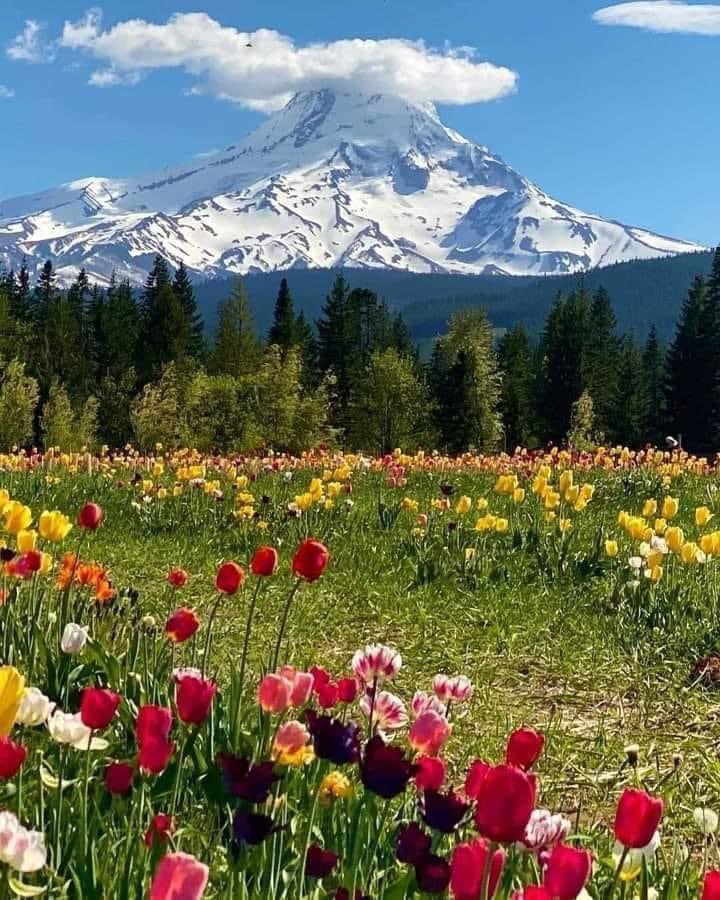 Mount Hood in Oregon, USA, is a potentially active stratovolcano and is considered the highest mountain in the state, standing at about 11,240 feet (3,426 meters). A fun fact about it is that it has 12 named glaciers and snowfields on its surface. #monday