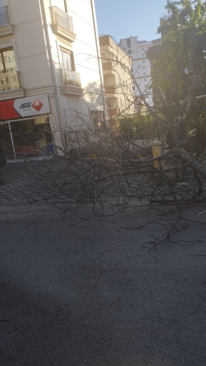 ertanisnowhere's tweet photo. Gürcüdağ sok adalet ilmen kız öğrenci yurdumuz karşındaki aras kargonun yanında kesilmiş ağaçlar var. Alabilirseniz... @MaltepeBelTr https://t.co/WQhH8npGij