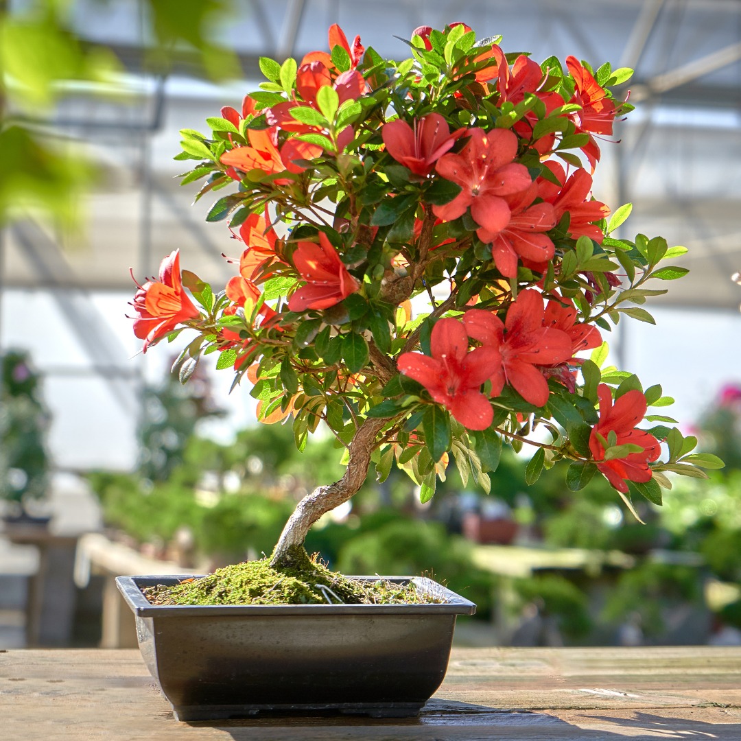 ¡Mistral Bonsái se llena de color! Las flores de nuestros bonsáis acaparan todas las miradas. ¡Déjate sorprender! #MistralBonsai #árbolesconalma