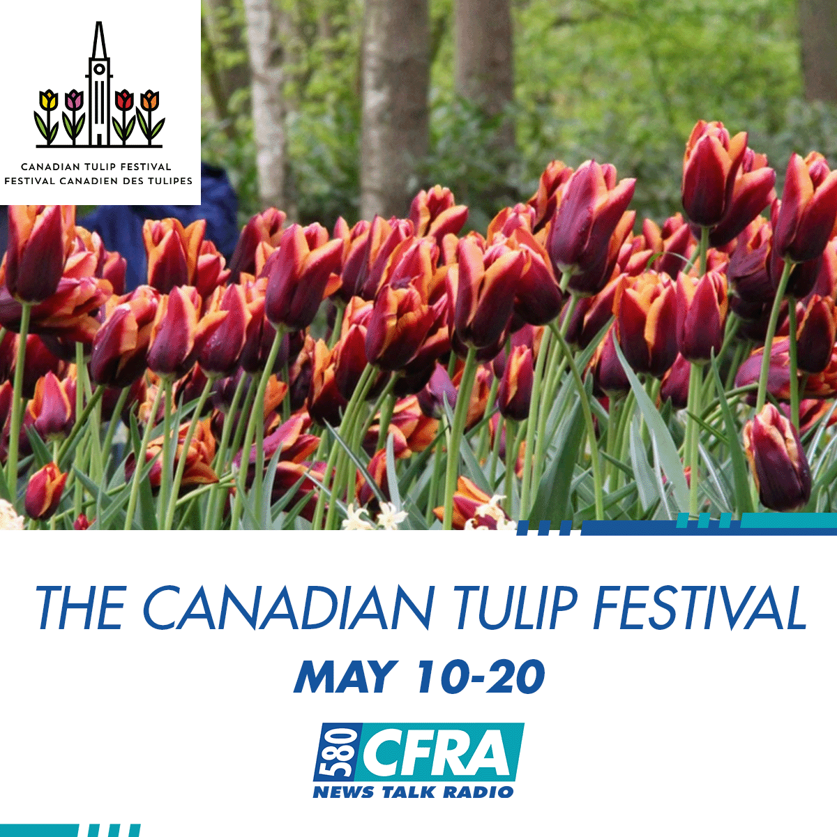 🌷🌷
The ByWard Market BLOOMS with the Canadian Tulip Festival, featuring the new Tulip Palooza, this Saturday, May 18!  Live DJs + outdoor dance party in the GIANT funky flower garden, creates a glowing pollinator paradise at the York St. Plaza!     

📲 tulipfestival.ca