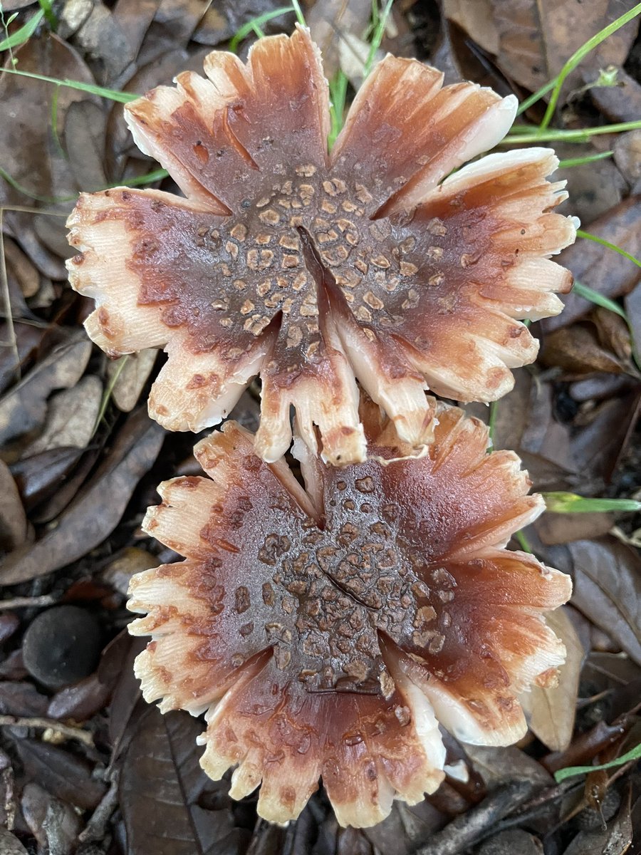 Amanitaceae(fungus)🍄‍🟫 with @GarmonWalter✨
#MushroomMonday 
#ThePhotoHour