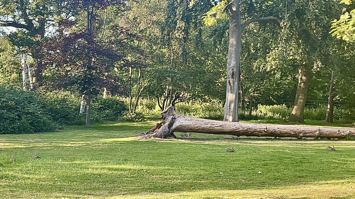 #Gallery365in2024Dailyprompt @Gallery365photo 
#Gallery365in2024 
#treetrunk

Abscido

Laid to lasting rest,
the best part. I heard a sound—
no one else around.