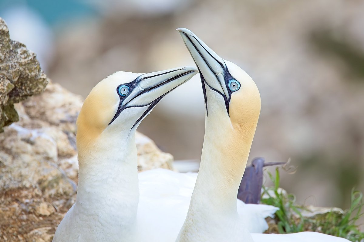 A spot of gannet romance. Yet another photo from lastweeks visit to Bempton cliffs #wexmondays #fsprintmonday #sharemondays2024 #birdphotography