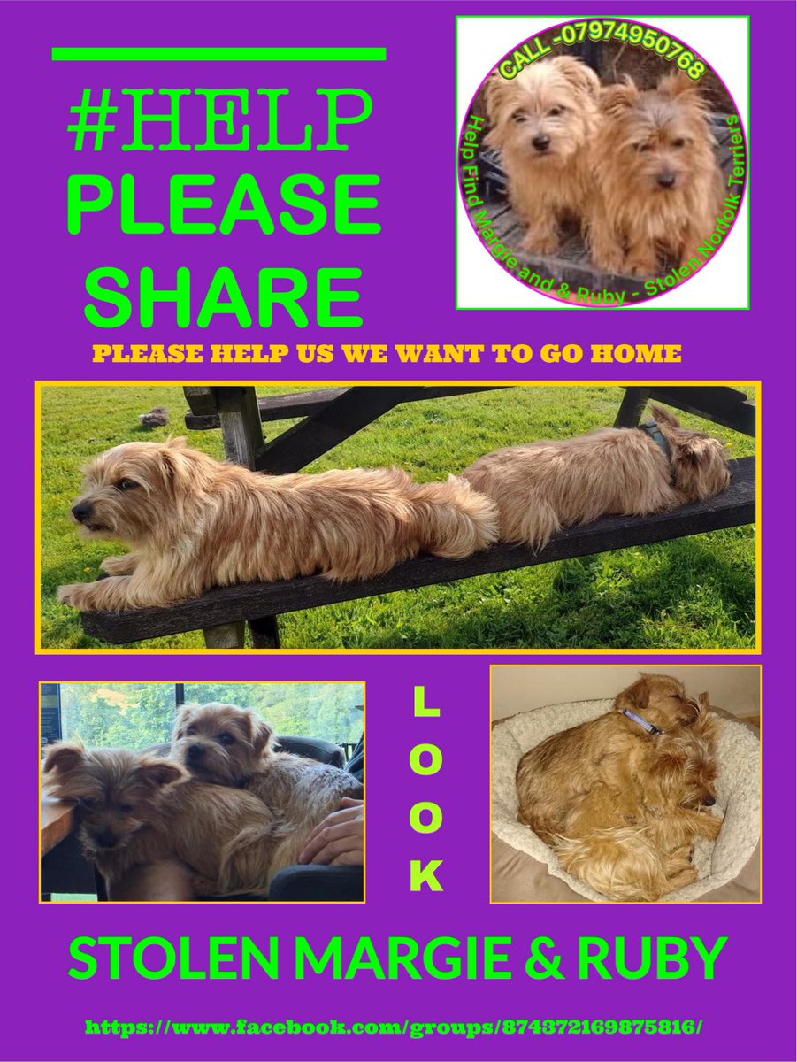 It's my little girls #MargieandRubyMonday again today. 💔that we still need it. 🙏make it not necessary and let them come home. If you know anything, 🙏get in touch 🌻🌹
#StolenMargieandRuby
#Cornwall
#Missingdog x2
#Stolen
#Norfolkterrier x2
#Heartbreaking