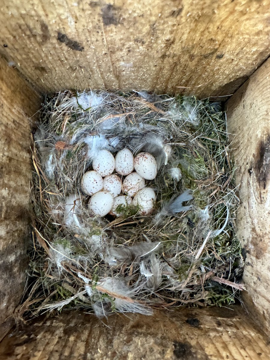 Gotland Blåmes tweet media