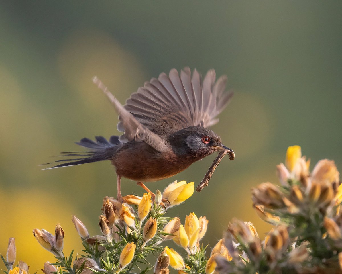 Cuckoo and Dartford Warblers in north Hampshire yesterday morning.
<a href="/HOSbirding/">Hampshire Ornithological Society</a>