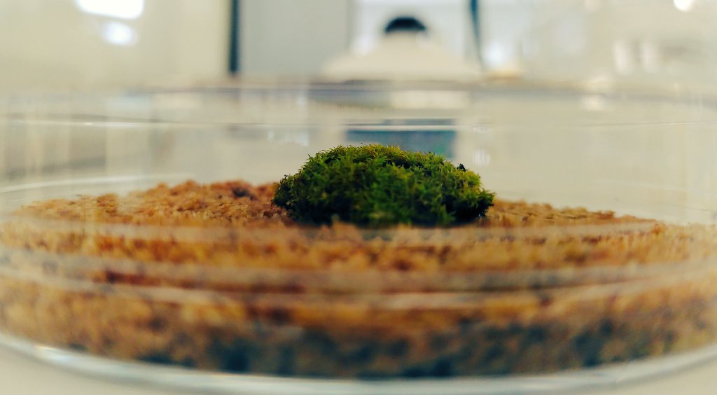 Damian Rivett (@dwrivett) on Twitter photo Today is day one of my <a href="/MMU_NATSCI/">MMU's Department of Natural Sciences</a> MRes student's #bryophyte experiment! How does microbial ecology work in these #tinyworlds? That's what we're going to find out! 😁 Today is day one of my <a href="/MMU_NATSCI/">MMU's Department of Natural Sciences</a> MRes student's #bryophyte experiment! How does microbial ecology work in these #tinyworlds? That's what we're going to find out! 😁