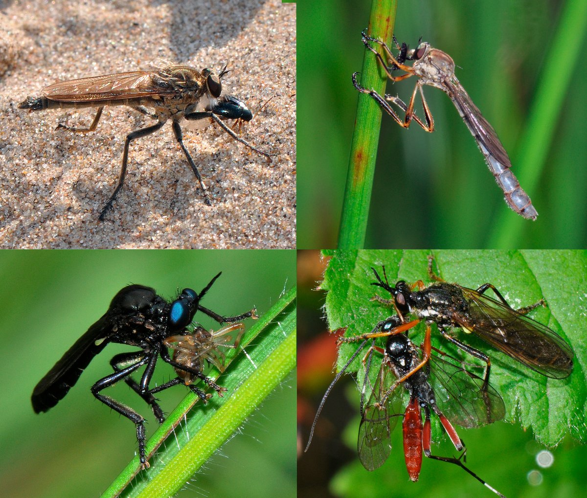 Bon appetit - we'll be getting our teeth into the layout of the Asilidae Robberfly pages soon for our new Guide to #FliesofBritainandIreland @gailashton @flygirlNHM @Ecoentogeek @StevenFalk1 @DipteristsForum @BBOWT