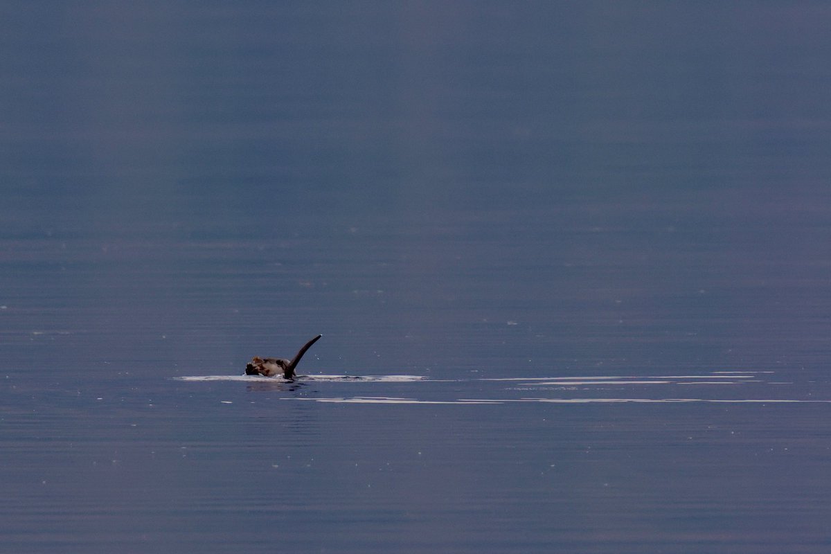 Michael Cuthbert Photography tweet media