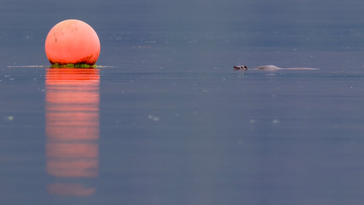 Michael Cuthbert Photography tweet media