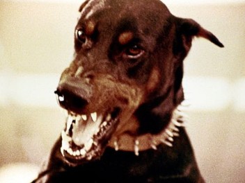 #TheDobermanGang (1972)   🐶
A clever con artist and an animal trainer team up to teach Doberman Pinschers how to rob banks.
#CreatureFeature #FilmsWithBite 
#FilmX   📽️  🎬