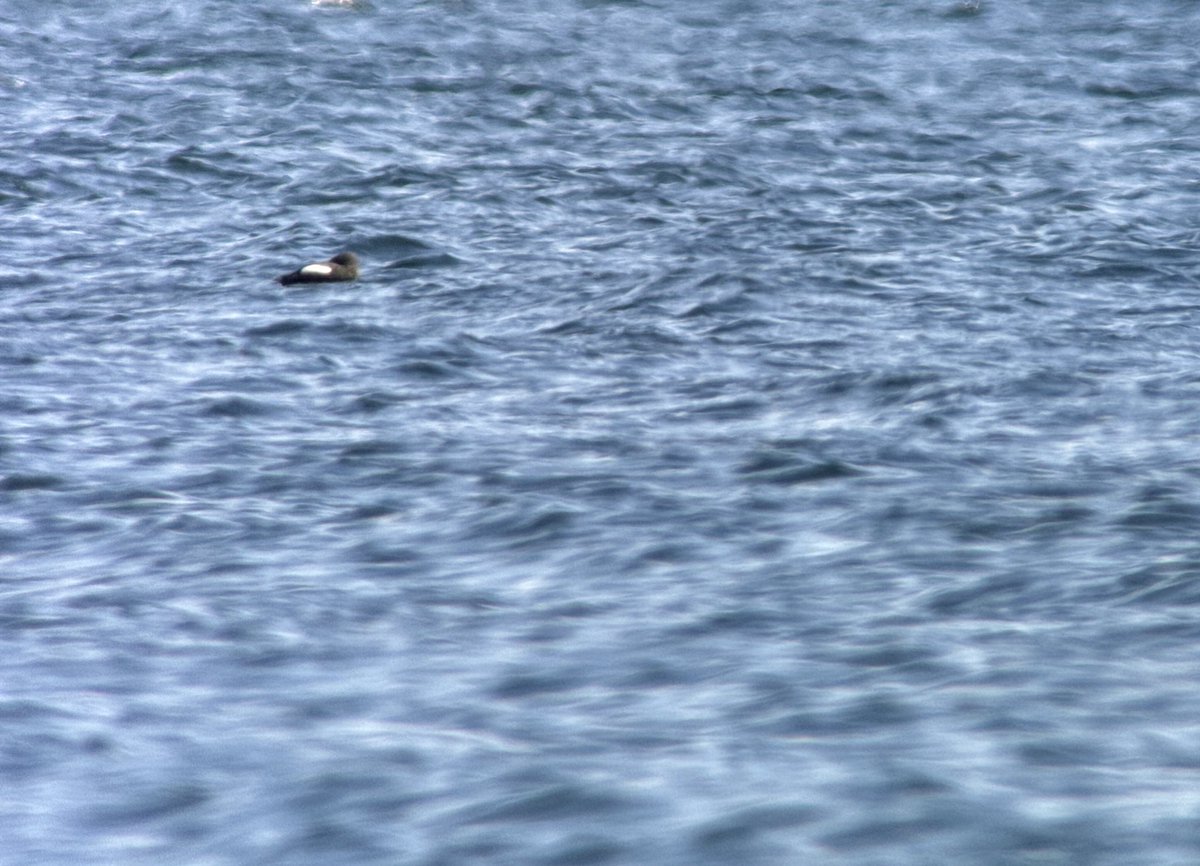 Gotland Blåmes tweet media