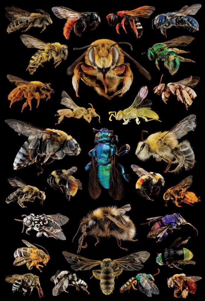 Une fraction de la diversité des #abeilles 🐝

Crédits : Andrielle Swaby et Sam Droege

Pour en découvrir quelques-unes :
youtube.com/watch?v=TbVruy…

#animals #naturelovers #animaux #science #wildlife #nature #biologie #biology #SVT #insectes #insects #entomology #entomologie #bees