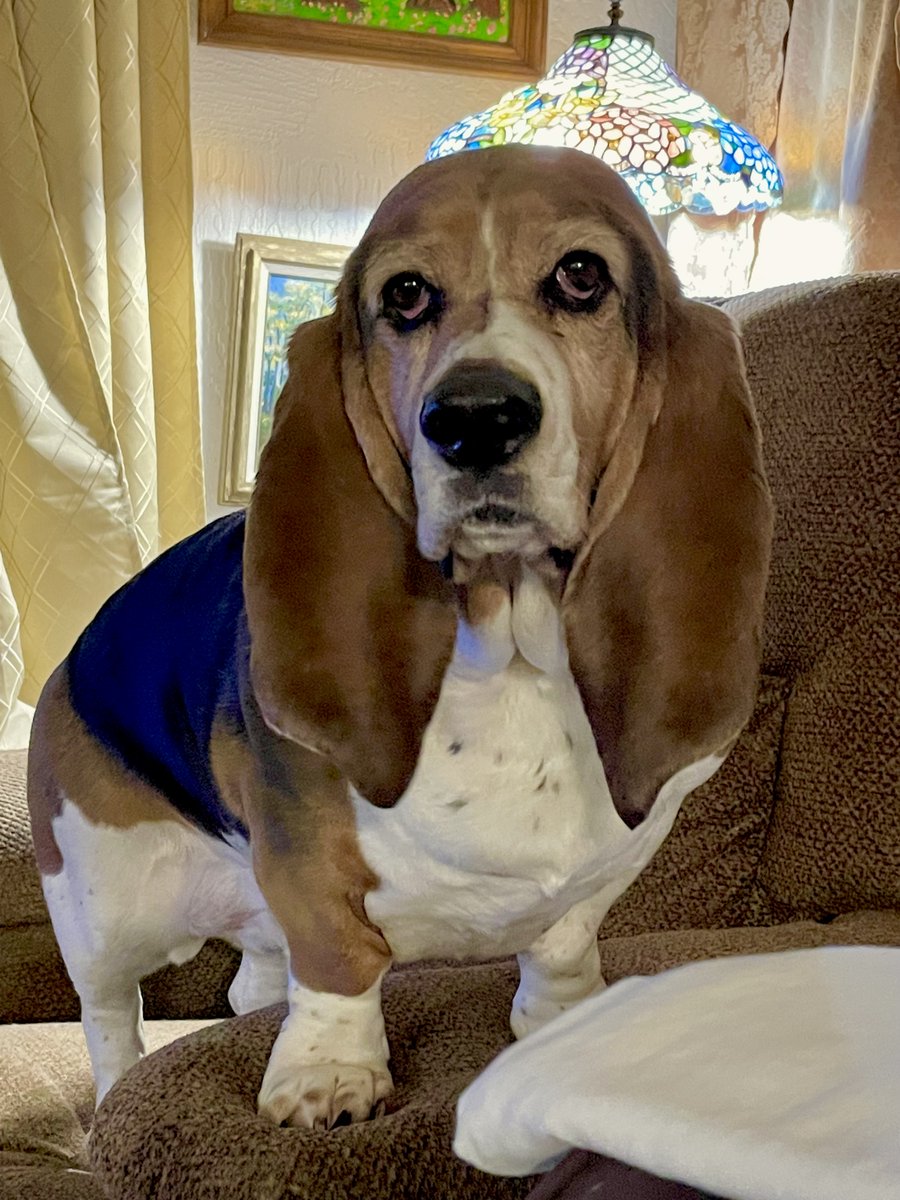 MaryandBessie's tweet image. #BestAtHomeContest  Buddy with his Beautiful Basset Ears !