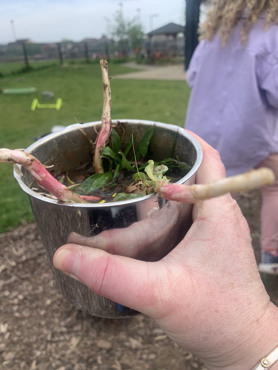 lesleydaniel3i1's tweet photo. Delicious Dandelion Tea! 🌼☕️ The Mud kitchen is such a fantastic resource for our littlest learners to explore in nature and even better when they share their delicious cooking! #recipes #mudkitchen #earlylevel @MacharNew https://t.co/U9JBS6PsMn