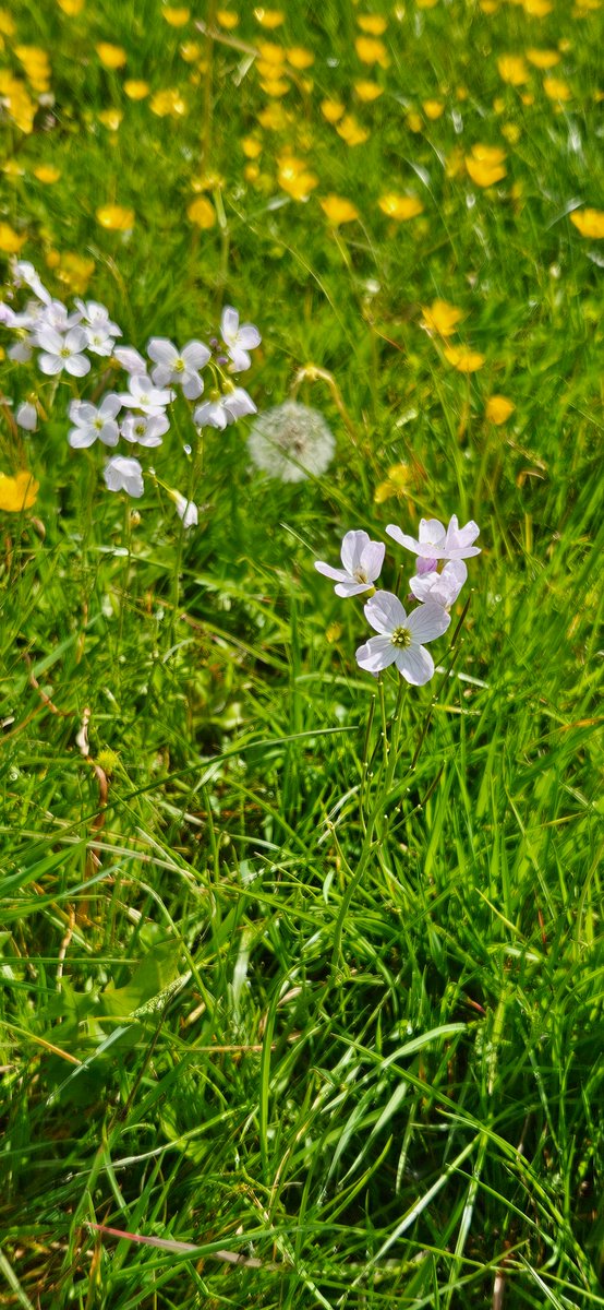 janeayto's tweet photo. Benefit of the council not cutting the grass - Lady's Smock/Cuckoo flower and buttercups - probably creeping but did not check in pathway verge. @BSBIbotany @WildFlowerSoc https://t.co/wQWhRhFD97