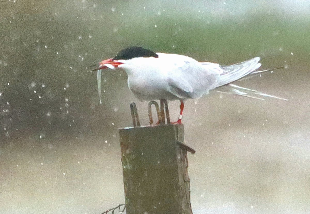 Common Tern with sand eel at a very wet Lodmoor today
