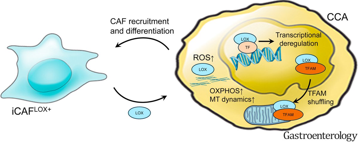 Study finds fibroblast-derived lysyl oxidase increases oxidative phosphorylation and stemness in #cholangiocarcinoma ➡️ ow.ly/9YY950REkMj 🌟 @UCPHAndersenLab