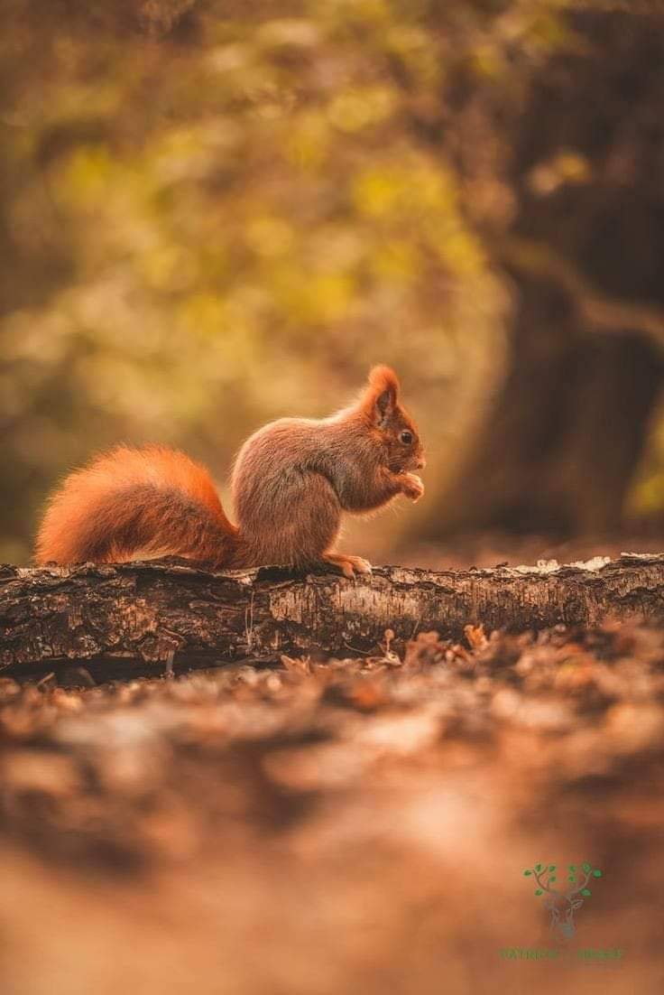 So beautiful squirrel ❤️ Photography ❤❤❤😛😛 #bestphotochallenge #BestPhotographyChallengeio #picturechallenge #photo #challenge #photographychallenge #mickeygaurav #picture