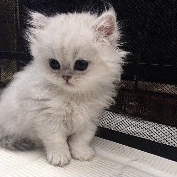 nikiascats's tweet photo. https://t.co/26DqMEjI4S