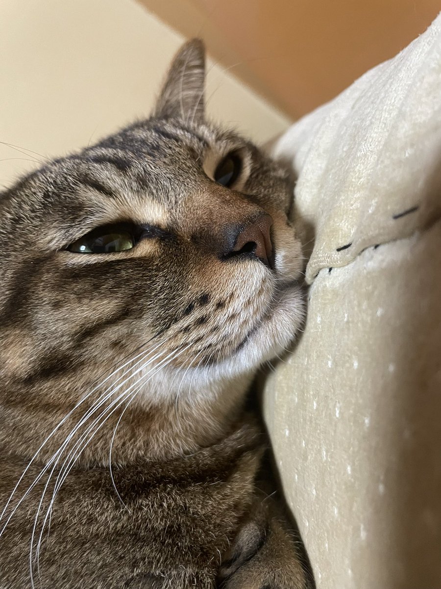 Normal20030310's tweet photo. やぁみんな元気?オイラげんきないよ
みんなは元気出してね?ね? https://t.co/tI0fEXYoqX