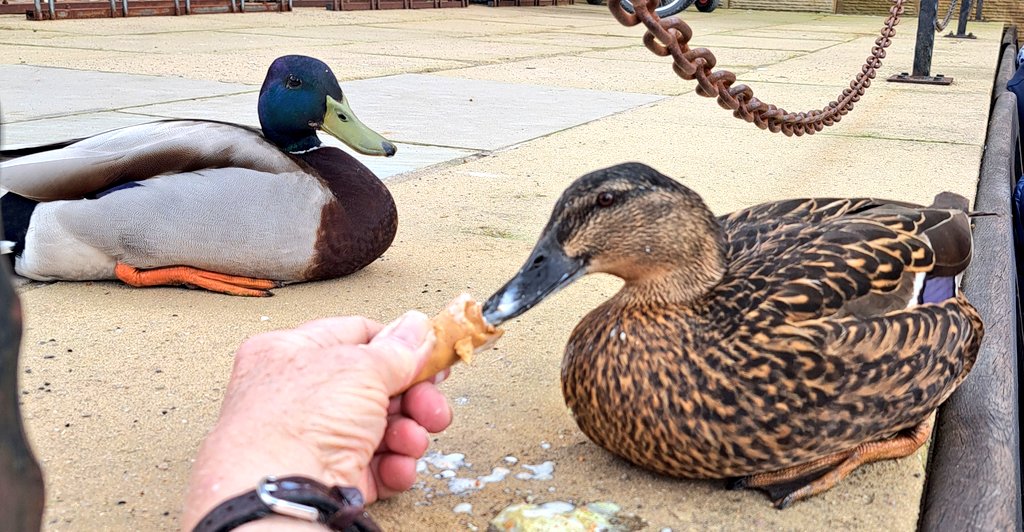 I got talking to a man, sitting on a bench that was backing onto a wall. He had the remains of an #icecream. He explained that he'd felt a sharp tapping on his shoulder. He turned round & it was a #duck asking for some of his icecream, so he felt obliged to let her finish it. 💙