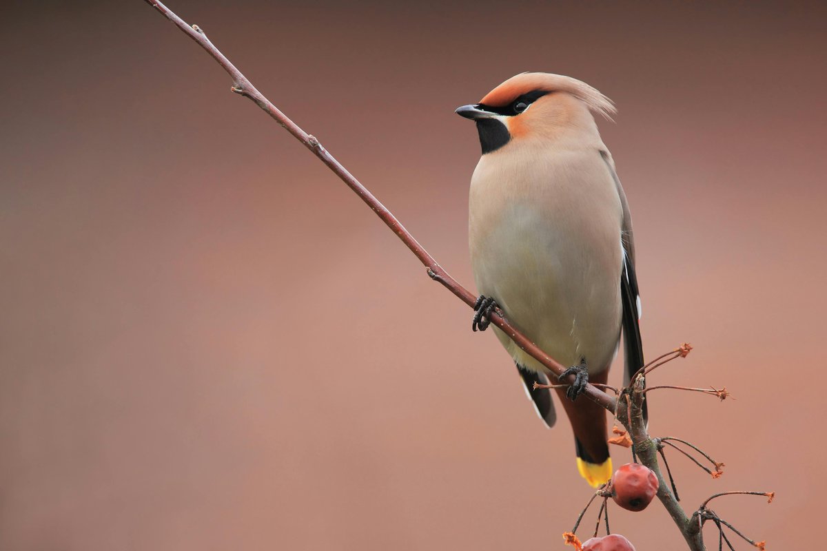 A beautiful Bohemian Waxwing perched on a branch 🐦🌳Zwolle, OV, Nederland 🇳🇱

#Netherlands #Travel #nature