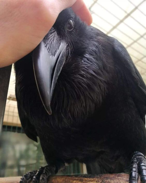 Объятия снижают количество гормона стресса, кортизола. Не забывайте обнимать своих близких. А ещё гладьте домашних питомцев - это даёт примерно тот же эффект.