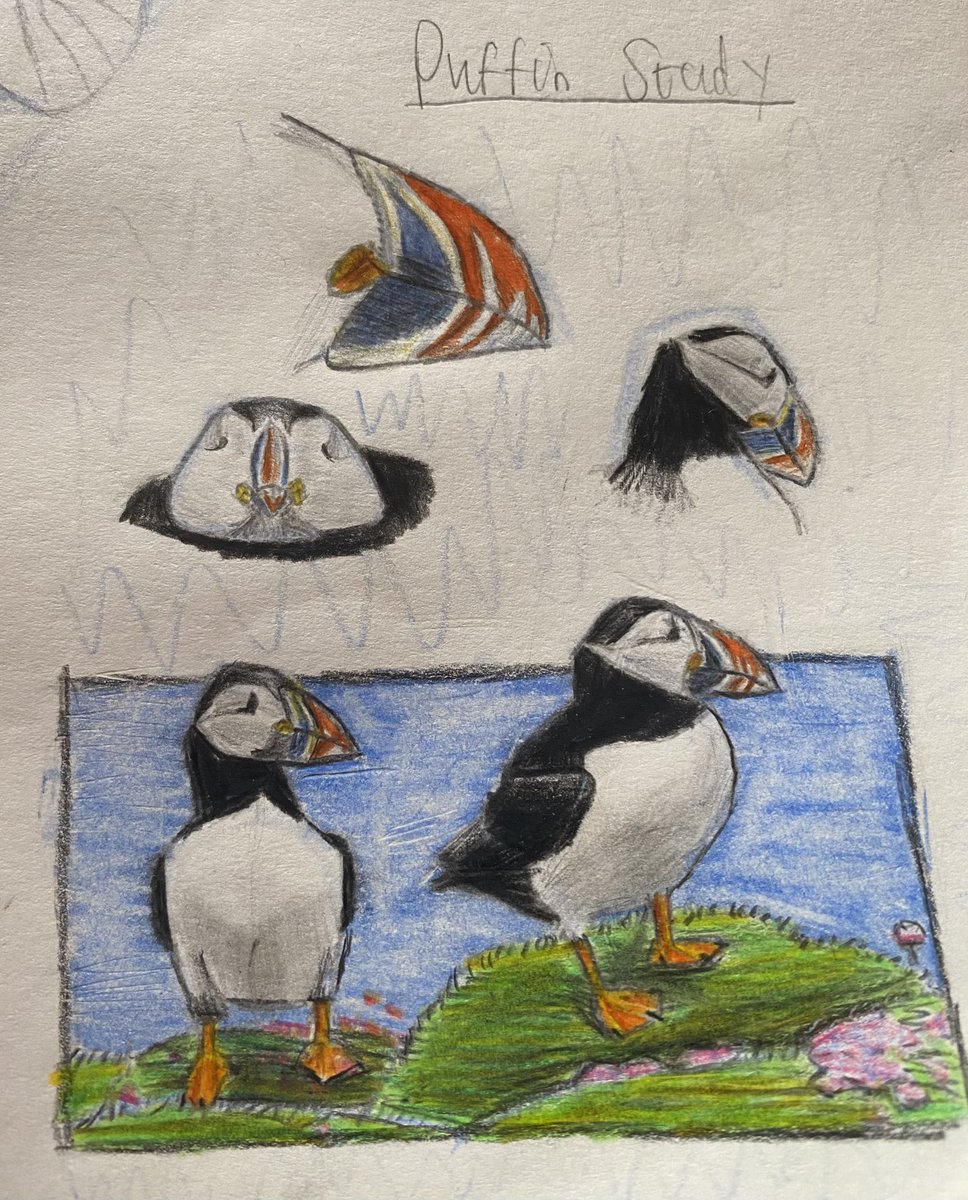 I am heading to Handa Island next weekend with @RSPBScotland so I have been practicing sketching puffins. Hope that there’s lots of them there to see🤞🏻 @ScotWildlife #ArtistOnTwitter #Art #Puffin #TwitterNatureCommunity