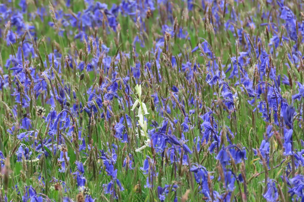 Bluebells are suddenly looking spectacular on Rathlin, even in today's wet and gloomy weather - this field in particular has an impressive swathe of blue flowers, and an occasional odd one out