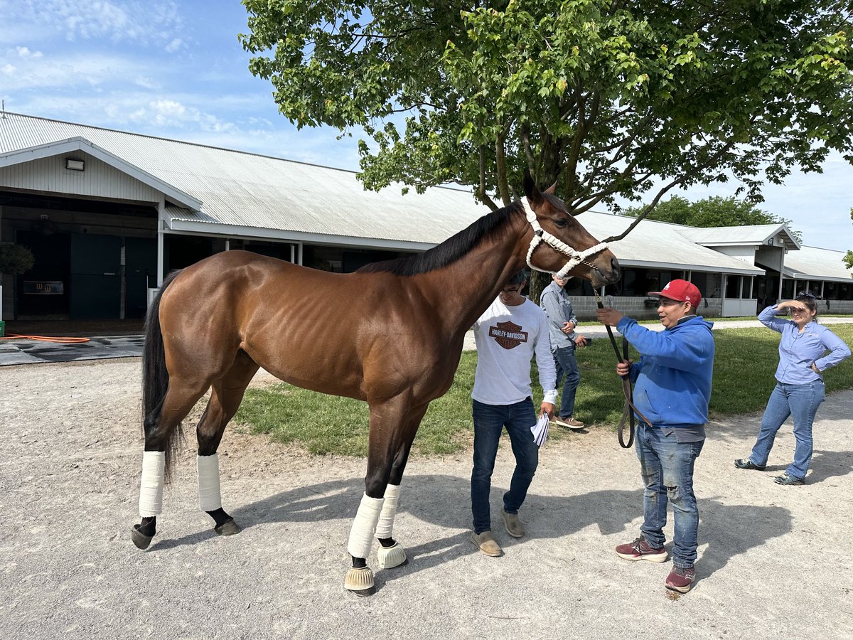 Welcome home Brightwork!  After a long break and a month of training ⁦⁦@WinStarFarm⁩ is back ⁦@keeneland⁩  with ⁦@johnnyortiz24⁩    and getting ready for another great Saratoga meet.   Thanks to all the folks at Winstar….she looks fantastic!!!!