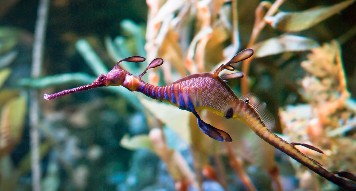 aqualuvsuotd's tweet photo. ꒰ weedy sea dragon (Phyllopteryx taeniolatus) 🌿.˳⁺⁎˚ ⋆ https://t.co/Pag8OhSSLW