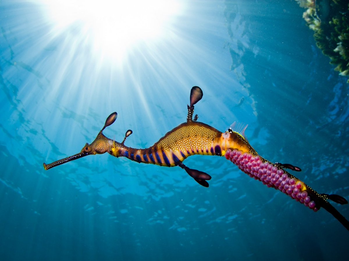 aqualuvsuotd's tweet photo. ꒰ weedy sea dragon (Phyllopteryx taeniolatus) 🌿.˳⁺⁎˚ ⋆ https://t.co/Pag8OhSSLW