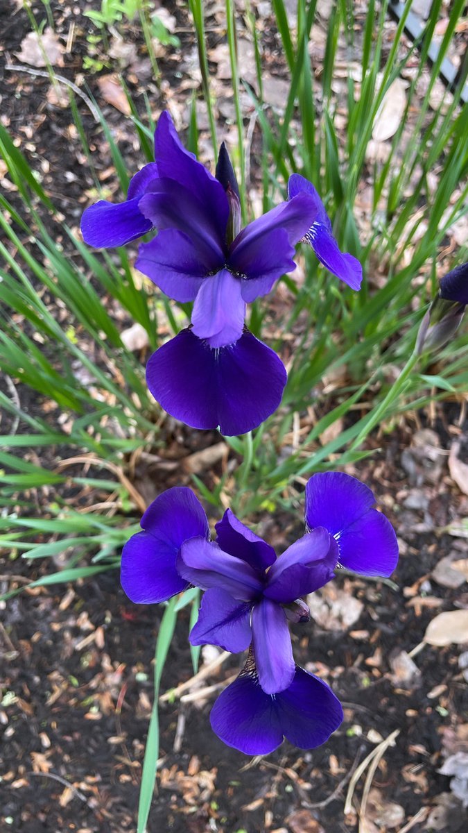 Happy day in the garden!