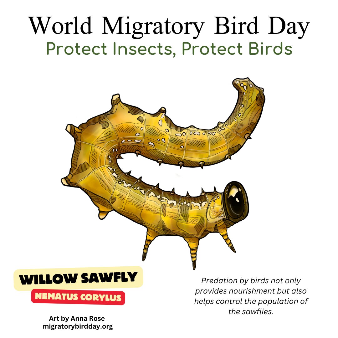 enviroamericas's tweet photo. #wmbd #worldmigratorybirdday #DMAM #wmbd2024 #protectinsectsprotectbirds #dmam2024 @annarosepaints https://t.co/pbodPbn1LZ