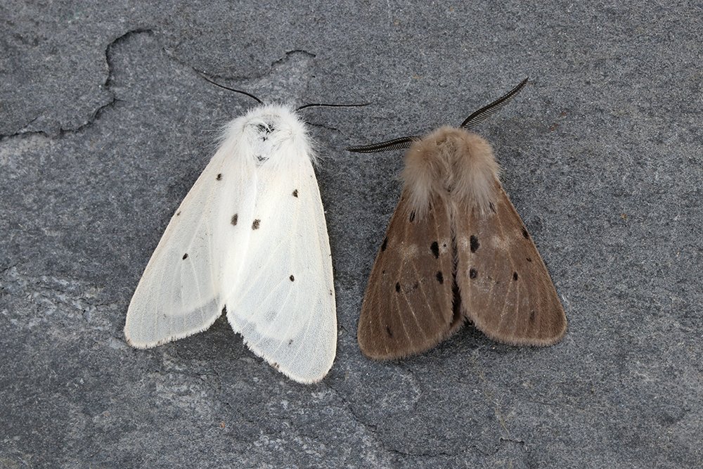232 moths of 72 species in St Mellion overnight. I just managed to finish the traps before the rain started. Two new species for the garden - Barred Umber & Currant Pug. I also found a female Muslin Moth in grass close to one of the moth traps.