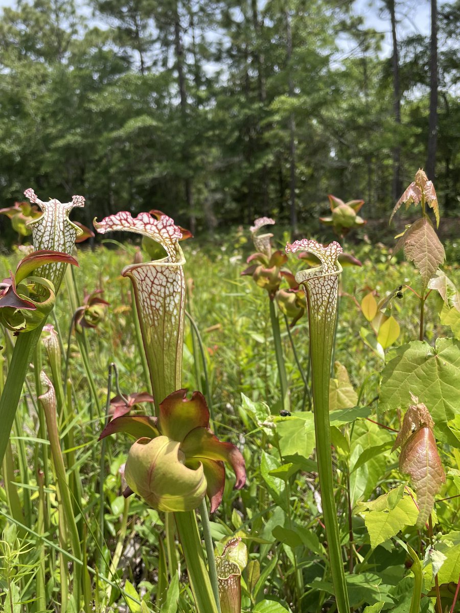 Apparently, Wilmington, NC is the only place where carnivorous plants like Flytraps are found naturally in the wild.