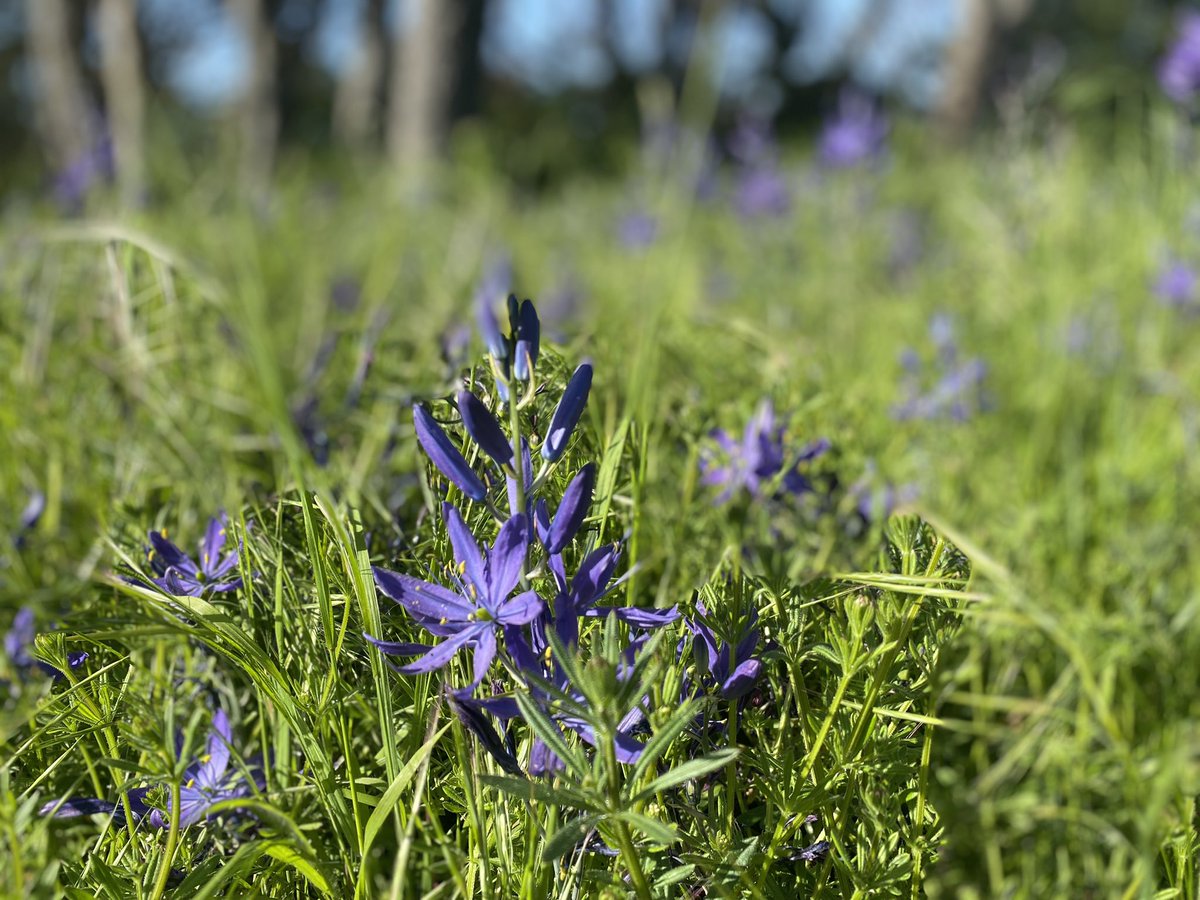 Everywhere there were Gary Oaks and Camas!