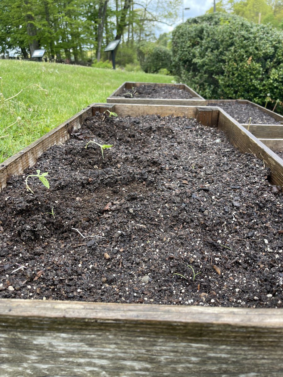 Started to plant in our outdoor garden. Sunflowers, basil and lots of lettuce so far..... southboroughlib.org