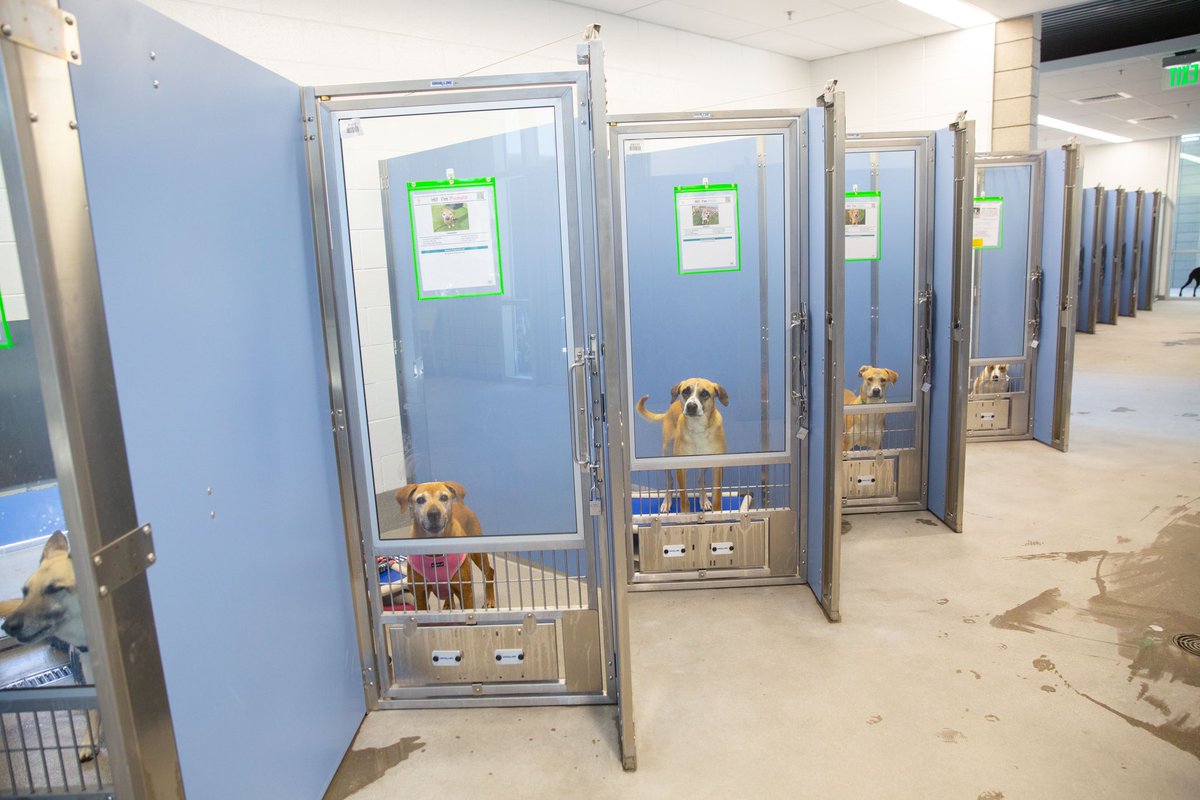 I’m excited about the new East Valley animal shelter featuring angled kennels, a state-of-the-art veterinary clinic and a play yard with an agility course. I appreciate @maricopacounty’s commitment to enhancing the lives of shelter pets, let’s get these dogs adopted!