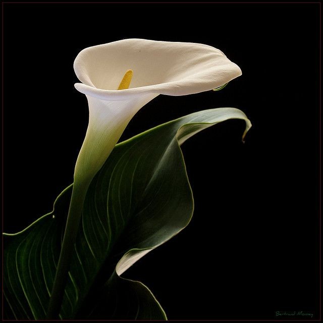 Calla lily symbolizes purity, rebirth, and transformation. Its graceful form and pristine white petals convey elegance and beauty, i hope this flower brings happiness for you and everytime you look at this flower, you'll know how beautiful and strong you are to face this life.