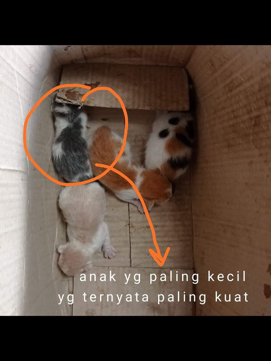 dhenokhastuti's tweet photo. Wkt bayi dipanggilnya #babygrey atau "bebiglei". Udah rada gede dikasih nama Gandalf.
Ditemukan msh lengkap dg tali pusar bersama 3 saudaranya. 4 April 2021. Hanya dia yg bertahan. Di usianya yg ke-3 th, dia sakit. Opname.
Mohon kiriman energi positifnya, ya, Om-Tante meong ❤ https://t.co/NfM9EORFEW