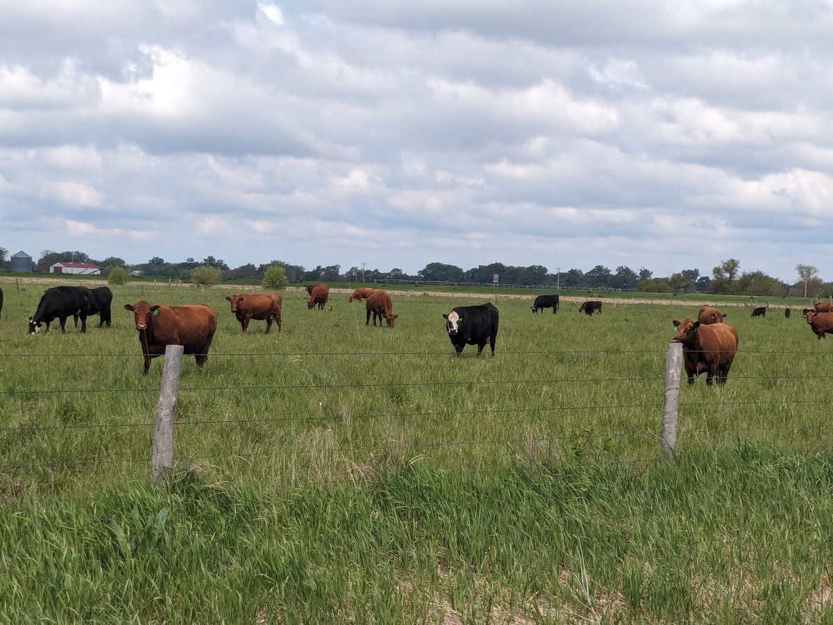 Improving planet and human health in Merrick County #Nebraska #Cows