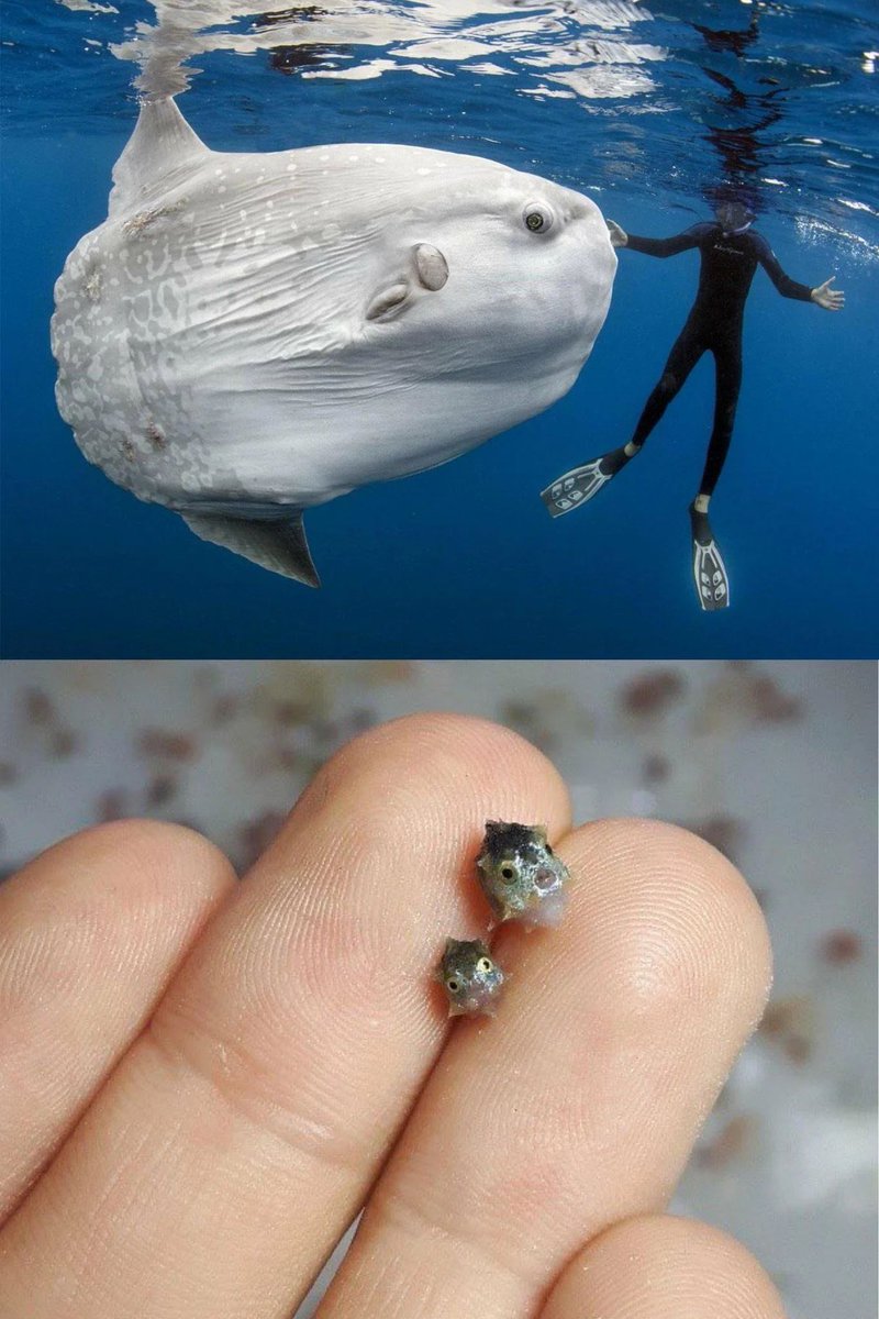 AMAZlNGNATURE's tweet photo. An adult ocean sunfish compared to them at birth https://t.co/LznpIqKNxZ