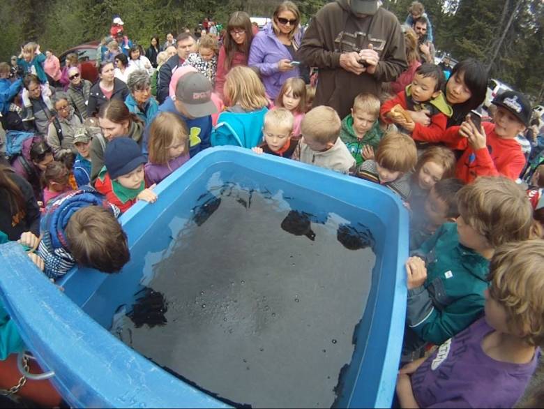 Come join the Yukon Fish &amp; Game Association at our Annual Salmon Fry Release at Wolf Creek Campground Sunday, May 26th!
Please note that parking is limited and we would suggest carpooling. 
All donations welcome!
May 26th
Wolf Creek Campground
11:30 - 12:30 BBQ
1:00pm fry release